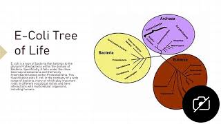 Escherichia coli [upl. by Thordis219]