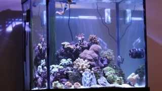 Kessil A360W on 60 Deep Blue Cube Saltwater Reef Aquarium [upl. by Cleodel114]