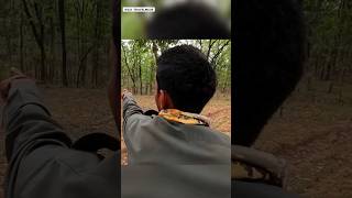 T20 Langdi Sighting in Pench Turia Zone pench short youtubeshorts [upl. by Eleets349]