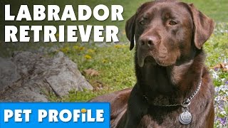 Labrador Retriever Pet Profile  Bondi Vet [upl. by Eintirb]