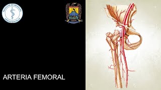 IRRIGACIÓN DE MIEMBRO INFERIOR ARTERIA FEMORAL [upl. by Duval]