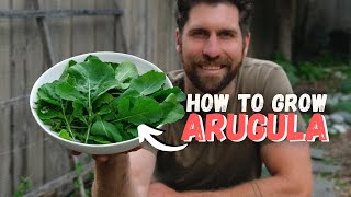 9 Tips to Grow Arugula from Seed to Harvest [upl. by Oned]