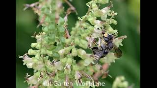 Salbei Gamander  Teucrium scorodonia [upl. by Earised772]