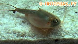 Щитень Triops australiensis  opitomcaxru [upl. by Elva]