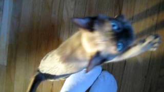 BEAST Talking Tonkinese [upl. by Lissa]