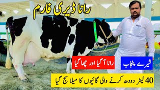 Rana Dairy Farm  Cow For Sale In Punjab  Pk Janwar Mandi  Cow Farm Video [upl. by Malcolm331]