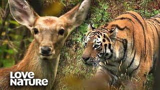 Siberian Tiger Ambushes Herd of Deer to Feed Cubs  Love Nature [upl. by Aselehc]