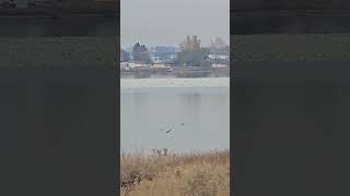 Karl Olson Snow geese hanging out in MosesLake Washingtonmigratingsouth thousands ofbirds [upl. by Husain]