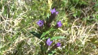 Bach Flower Remedies  Gentian [upl. by Eastman]