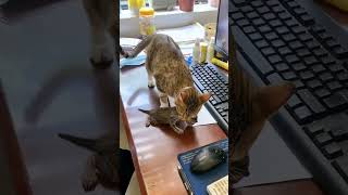 Cat doesnt like kitten to be touched saveanimals straydogsave cat emotional feedanimals short [upl. by Guglielmo946]