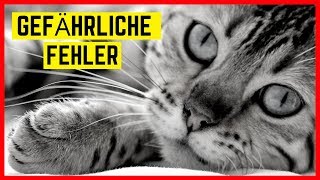 DAS MACHT IHRE KATZE KRANK  Schlimme Fehler die ein Katzenleben verkürzen [upl. by Lil]