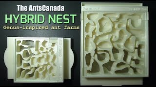 New Genusinspired Ant Farm  The AntsCanada Hybrid Nest [upl. by Mohsen204]