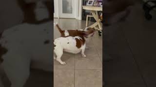 Puppy Fast Play  🐶 puppy bassethound basset dog [upl. by Aokek]