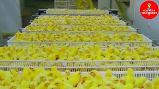 AMAZING FULL PROCESS OF MODERN HIGHTECH CHICKS HATCHERY MODERN POULTRY HATCHERY TECHNOLOGYFARMING [upl. by Sabine421]