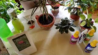 3 Easy Ways to Fertilize Your Houseplants [upl. by Alyn]