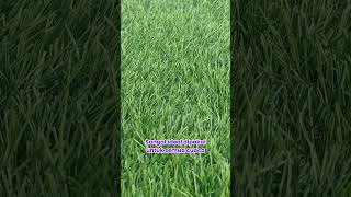 TrenDRugs Karpet Rumput Sintetis Grassana Grass NMs NMs nmsindonesia [upl. by Lamag]