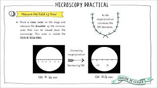 MICROSCOPY PRACTICAL Edexcel 91 Biology Topic 1 Key Concepts in Biology [upl. by Moise275]