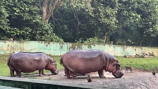 Sepahijala Zoological Park wo Berai mo [upl. by Silva]