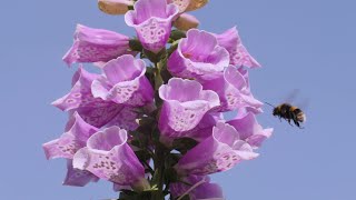 Foxglove flowers in timelapse and real time  UHD 4K [upl. by Eserrehs]