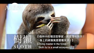 【Sloth  Diving master in the forest？Sloth fur is a small ecosystem？】 [upl. by Gonzalez602]