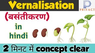 Vernalisation in plants  Plant growth and development  बसंतीकरण vernalisationin hindi Biology [upl. by Tebasile353]