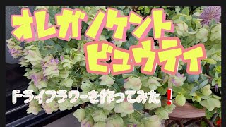 【80代YouTuberみほこの】ガーデニング編オレガノケントビュウティのドライフラワーを作ってみた❗後期高齢者 ハーブドライフラワー [upl. by Kellyann]