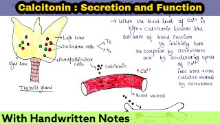 Calcitonin  Secretion and Function [upl. by Leahkim]