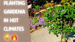 How to Plant Gardenias in Florida 🌱 Zone 9B 🌞 [upl. by Aihsiek]