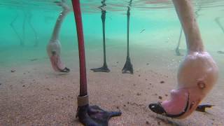 Underwater Flamingo Feeding [upl. by Sisely194]