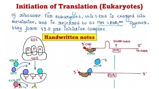 Translation in Eukaryotes  Initiation [upl. by Hyland]