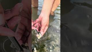 Oyster so fresh How Find Oyster for Cook with Eggs oyster 100kviews viral fishing fyp fish [upl. by Cogen]