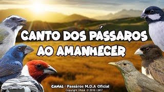 Pássaros cantando na natureza ao amanhecer  Ótimo para esquentar seus Pássaros  0618 [upl. by Aleac]