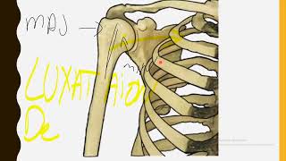 anatomie de l humerus [upl. by Mackey43]