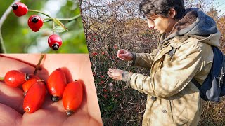 Wild Dog Rose Harvest In The Late Autumn Forest [upl. by Cher368]