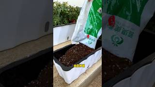 Episode 28  Use this vegetable pot to grow vegetables in winter and you can grow delicious [upl. by Nesyt]