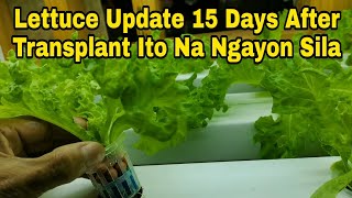 15 Days Lettuce Gaano Na Kalaki  How to Grow Lettuce in Water khingskaar [upl. by Willner901]