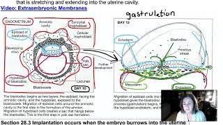 Week 3 Lecture Part 2 Gastrulation Embryonic Membranes [upl. by Procora]