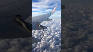 Snake fly in aeroplane snakevideo [upl. by Monetta167]