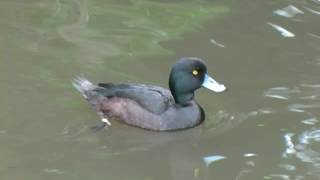 New Zealand Birds New Zealand Scaup or Black Teal swimming and diving at Kiwi House [upl. by Eiramnerual]