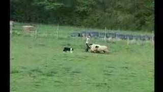 Border Collie Rescue  Sheepdog Training  Gael [upl. by Rehposirhc]