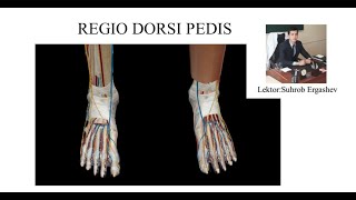 REGIO DORSI PEDIS NERV VENA VA ARTERIYALARI [upl. by Shiverick]