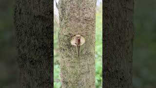 the close connection of the cambium is the key to successful graftinggraft grafting tree nature [upl. by Hildy]