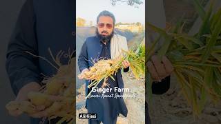 Ginger🫚 Farm Rawalpindi beach music love travel edm dinner streetfood delicious vegetable [upl. by Toma]