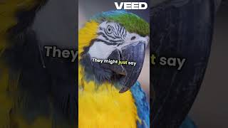 Macaw parrot 🦜 facts funfacts comedy fypシ゚viral fyp macaw parrot birds shorts funny [upl. by Issor]