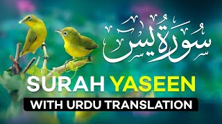 Surah Yasin  Yaseen  with Urdu Translation  Quran Tilawat Beautiful Voice  Hindi Tarjuma [upl. by Pancho]