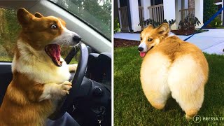 Funny and Cute corgi puppies videos compilation 2021❤ Cutest corgis Ever Part 2 [upl. by Brelje]