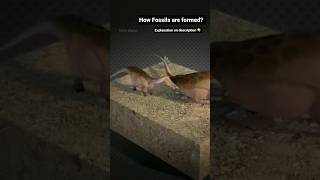 Fossil Formation formation fossil fossils fossildiscovery dinosaur new instagram youtube [upl. by Mari966]