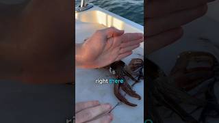 How to HUMANELY kill a squid FOR food [upl. by Meli]