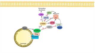 mTOR Signaling Pathway mTOR Complexes Regulation and Downstream effects [upl. by Marcelo518]