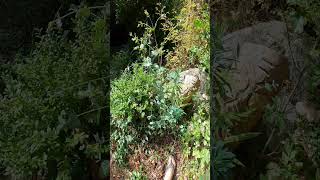 Eucalyptus trees regrow after a bad freeze [upl. by Louis]